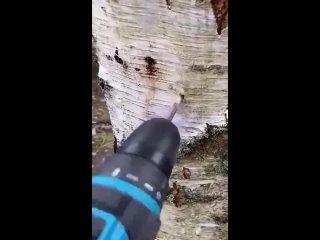 we collect birch sap, then do not forget to plug the hole