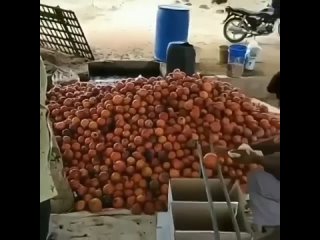 fruit sorting at home