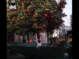 a machine that will drop all the fruits in one fell swoop)