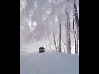 incredible white forest in georgia