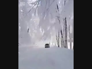 incredible white forest in georgia