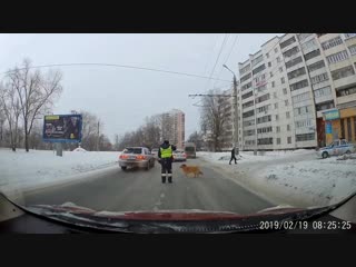 chelyabinsk traffic police inspector moved a lame mongrel across the road