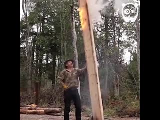 building a log house in the forest alone