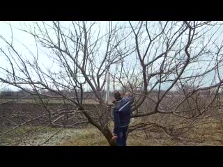 spring pruning, orchard shaping