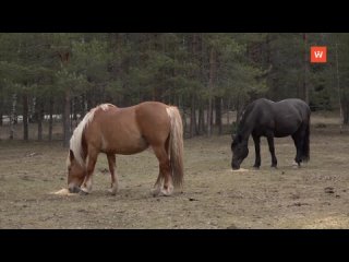 video sketch of a horse