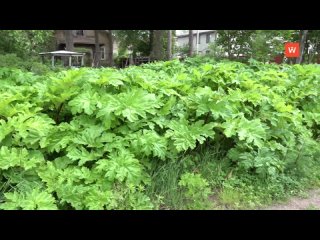 in vyborg liquidated cow parsnip